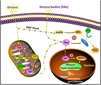 Ketone Bodies in Neurological Diseases: Focus on Neuroprotection and Underlying Mechanisms